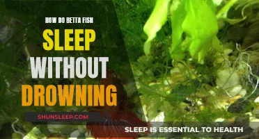 Betta Fish: Sleeping Patterns and Drowning Prevention
