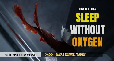 Bettas' Underwater Sleep: How Do They Breathe?