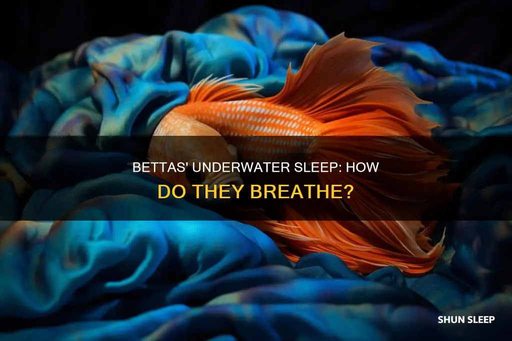 how do bettas sleep without oxygen