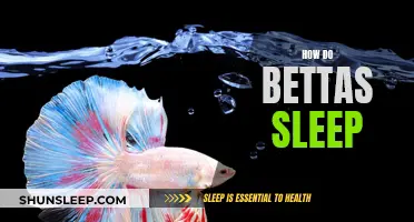 Bettas' Sleeping Patterns: A Guide to Their Unique Resting Habits