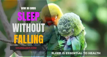 Birds' Sleep: Balancing Act and Mid-Air Tricks
