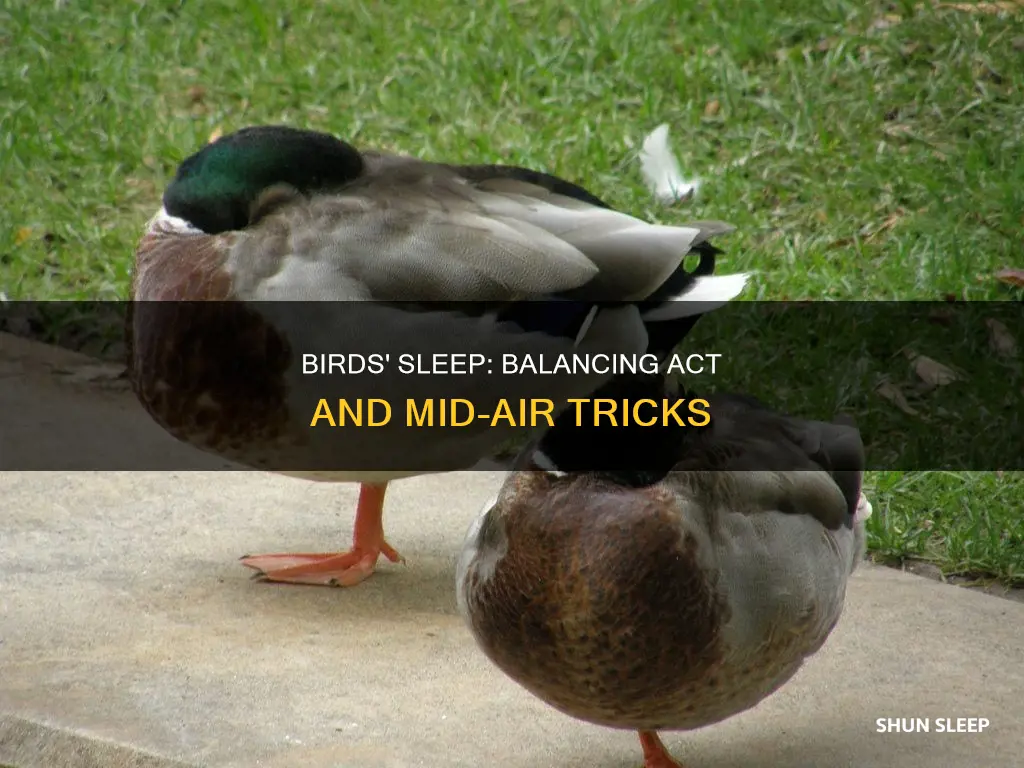how do birds sleep without falling