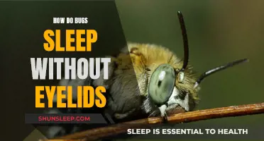 Bugs' Sleep: No Eyelids, No Problem