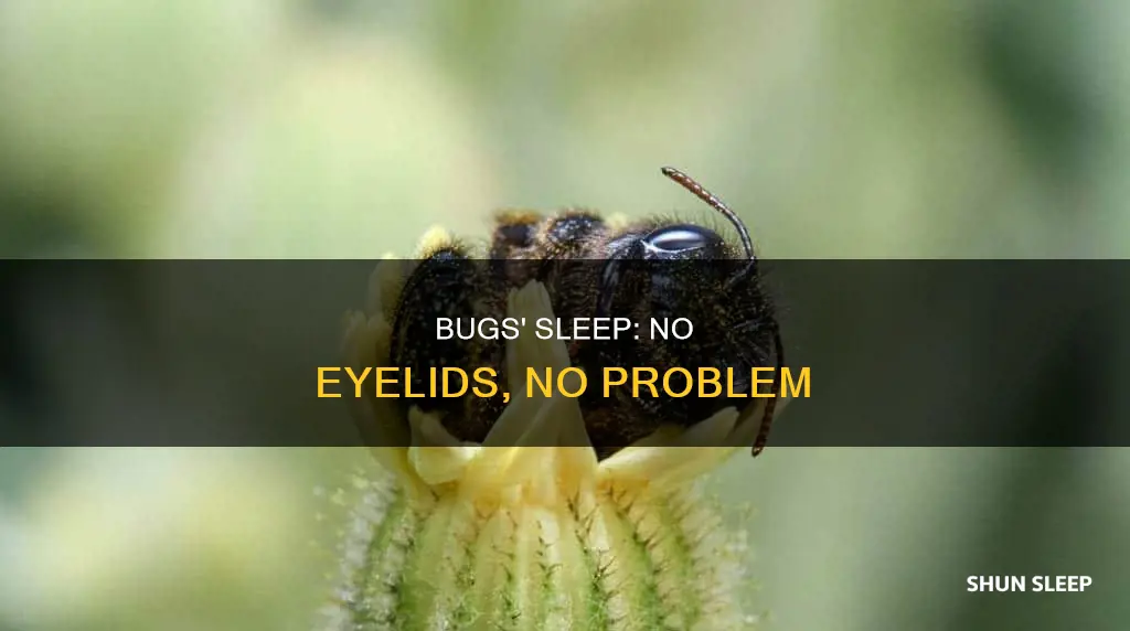 how do bugs sleep without eyelids