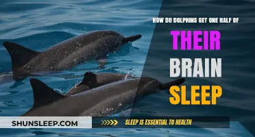 Unveiling Dolphins' Unique Sleep Pattern: Half-Brain Rest Explained