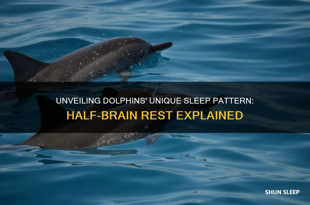 how do dolphins get one half of their brain sleep