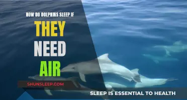 Dolphin Dilemma: Breathing While Sleeping, Strategies Explained