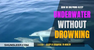 Dolphin Secrets: Sleep Without Drowning Underwater