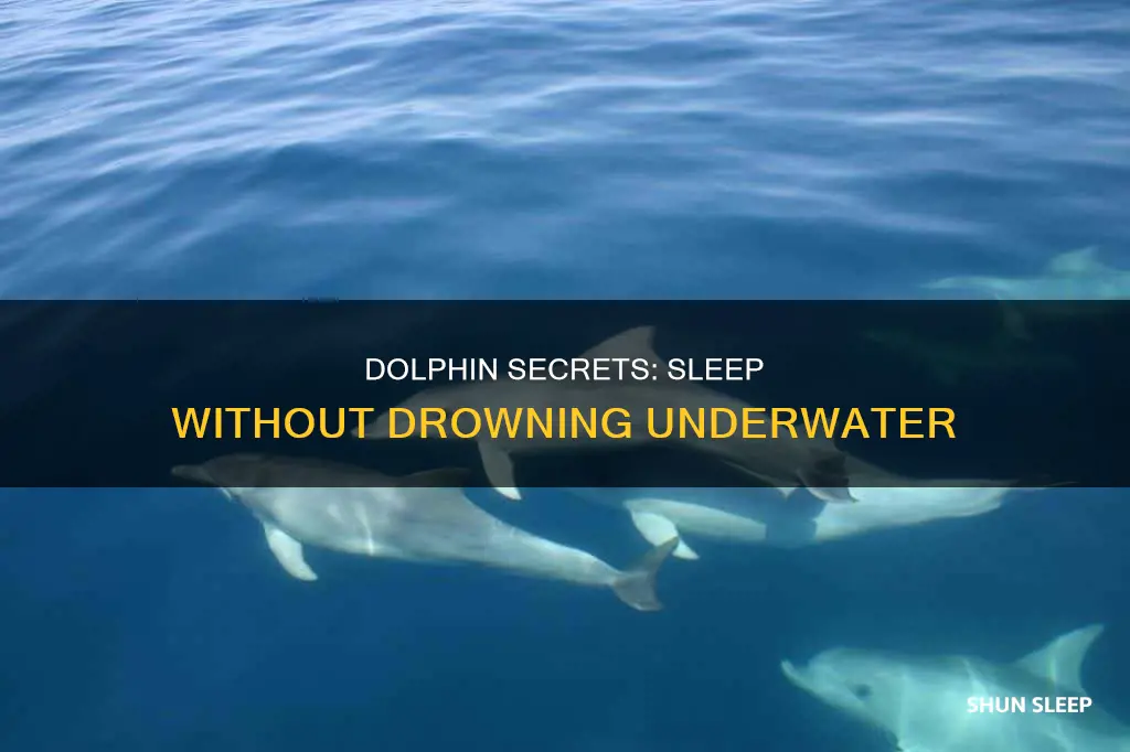 how do dolphins sleep underwater without drowning