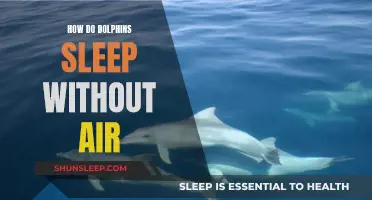 Dolphin Secrets: Breathing and Sleeping Patterns Explained