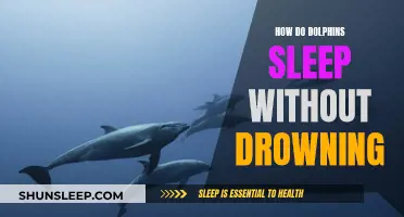 Dolphin's Secret: Sleep Without Drowning