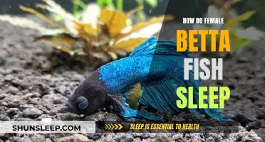 Betta Fish Beauty Sleep: Where and How They Rest