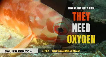Fish Sleep: How Do They Breathe Underwater?