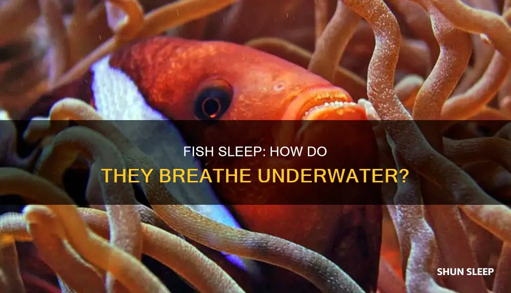 how do fish sleep when they need oxygen