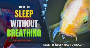 Fish Sleeping Patterns: Breathing Unnecessary