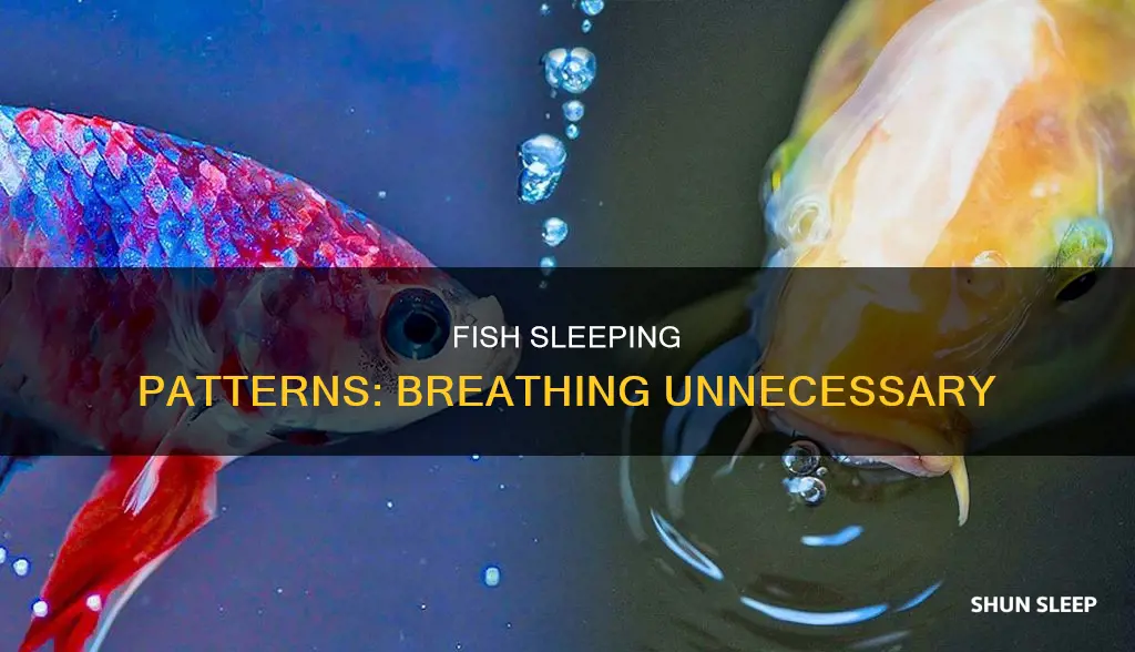 how do fish sleep without breathing