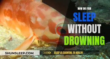 Fish Sleep: Mastering the Art of Underwater Rest