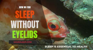 Fish Sleep: No Eyelids, Now What?
