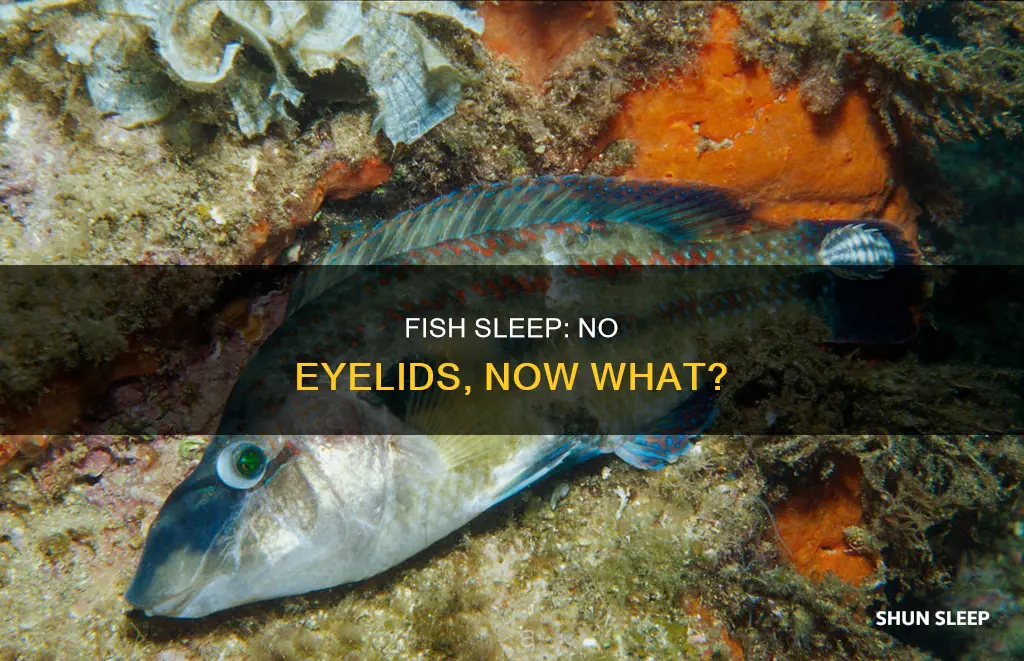 how do fish sleep without eyelids