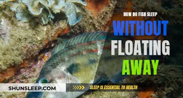The Secret Behind Fish Sleeping Without Floating Away