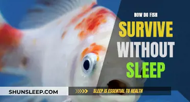 Fish and Sleep: Surviving Without Shut-Eye