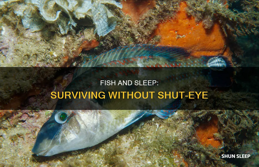 how do fish survive without sleep