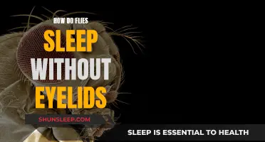 The Mystery of Eyelidless Fly Sleep: Unraveling the Unknown