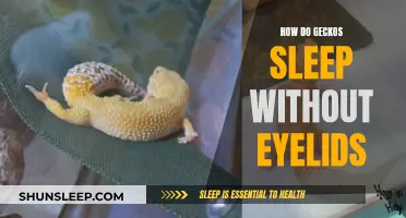 Geckos' Unique Sleep: No Eyelids, No Problem