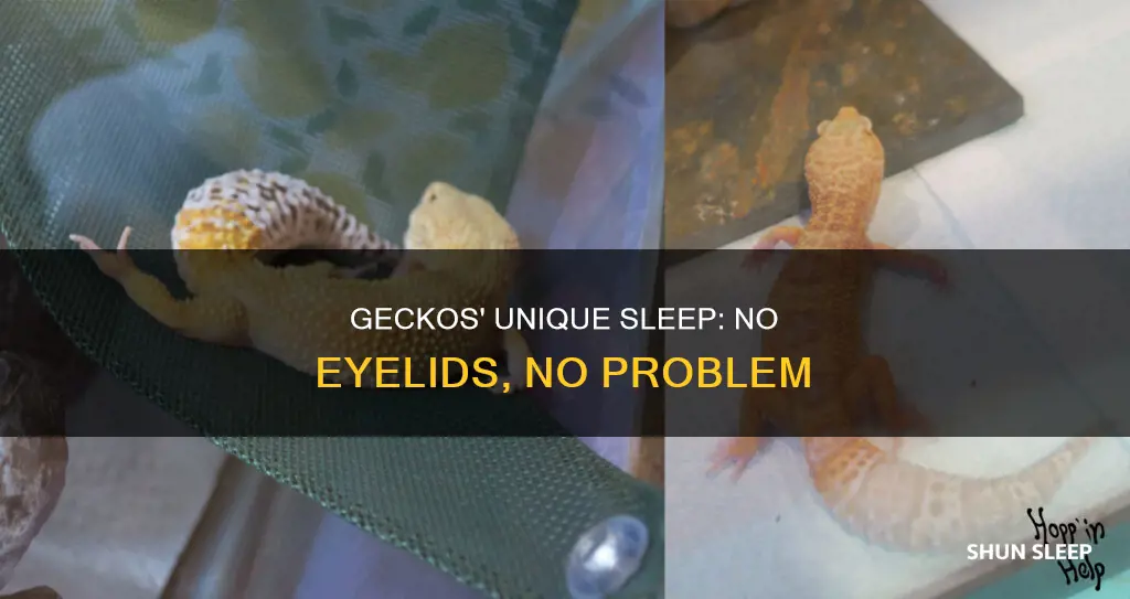 how do geckos sleep without eyelids