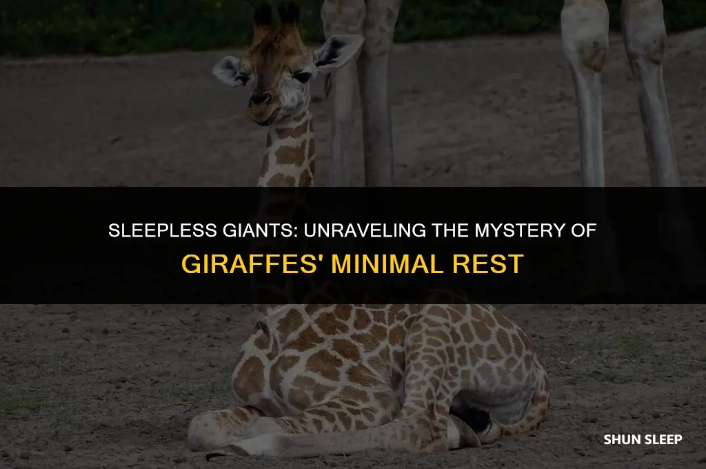 how do giraffes function off of 4 hours of sleep