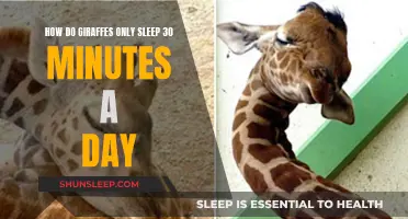 Giraffes' Unique Sleep Patterns: 30 Minutes Daily Mystery