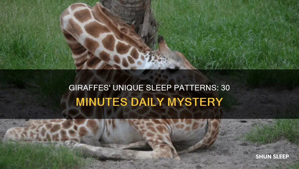 how do giraffes only sleep 30 minutes a day