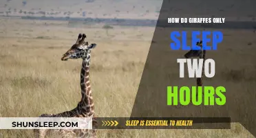 Sleepless Giants: Unraveling the Mystery of Giraffe Slumber