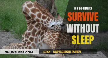 Giraffes' Unique Ability: Sleep-less Survival Secrets