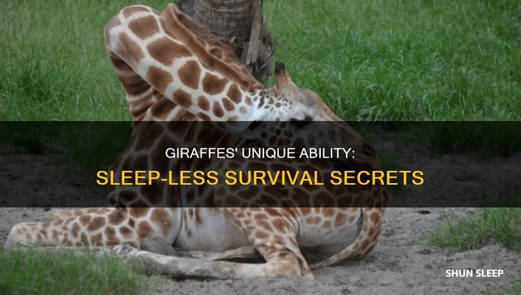 how do giraffes survive without sleep