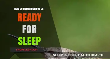 Hummingbirds' Evening Rituals: Preparing for Rest in the Wild