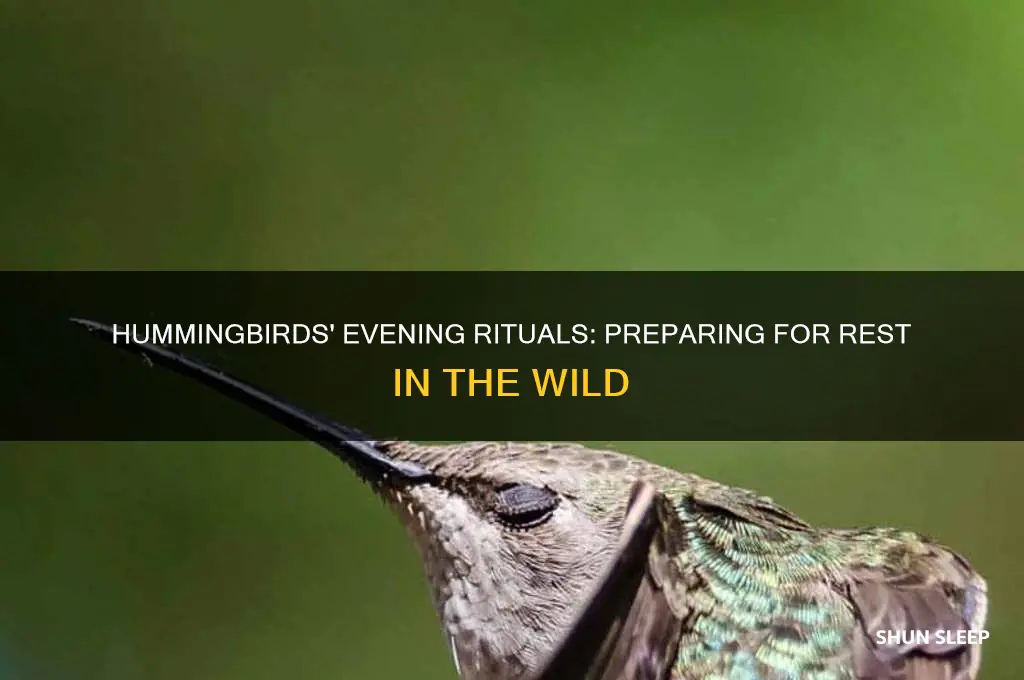 how do hummingbirds get ready for sleep