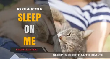Tips to Encourage Your Cat to Cuddle and Sleep on You