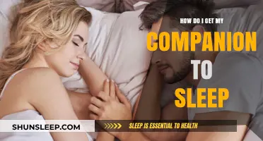 Helping Your Companion Sleep: Tips for a Peaceful Night's Rest