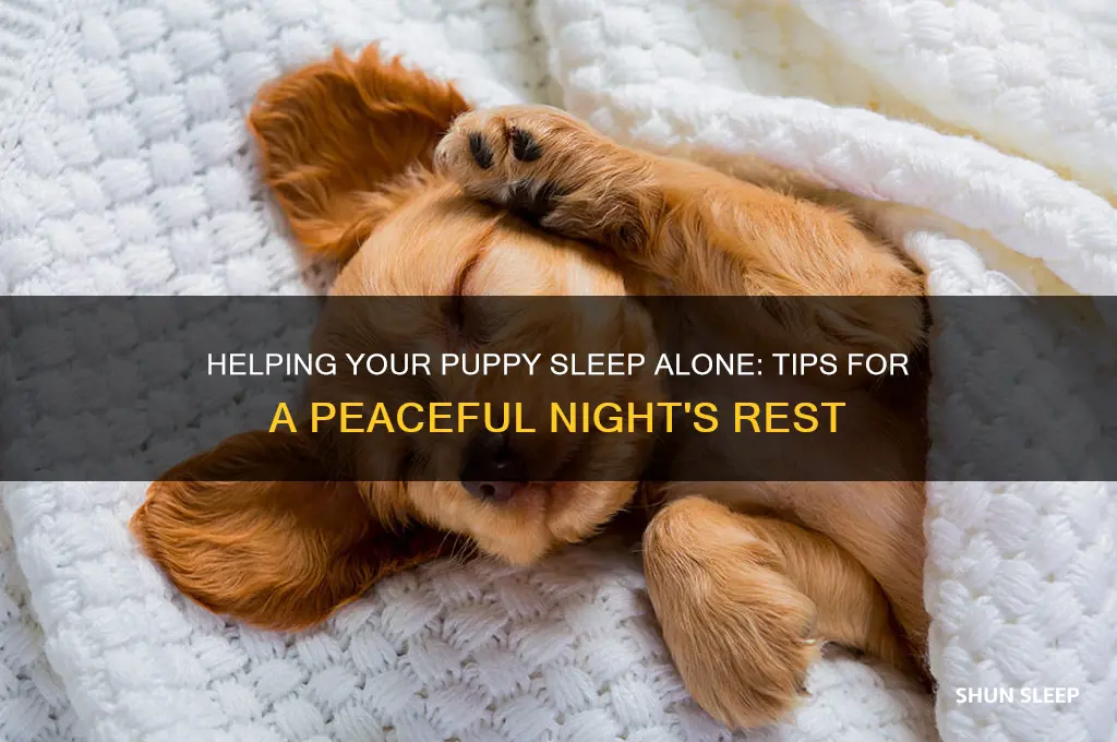 how do i get my puppy to sleep alone