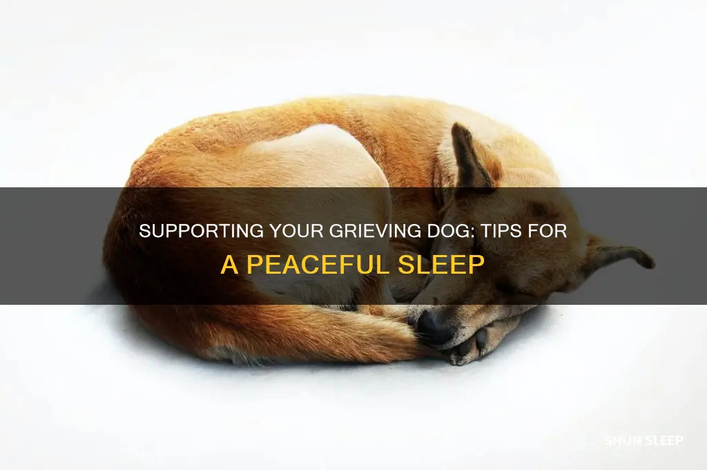 how do i help my grieving dog sleep