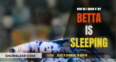 Is Your Betta Sleeping? Here's How to Tell