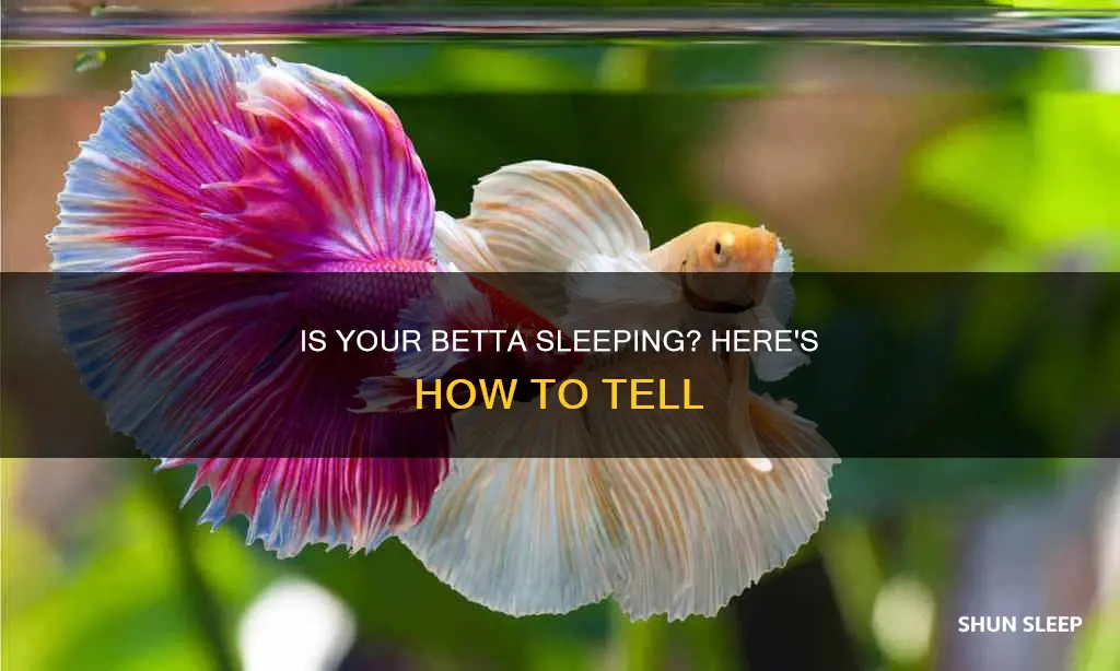 how do i know if my betta is sleeping