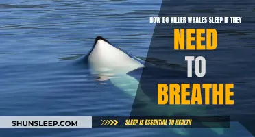 The Mystery of Sleeping Patterns in Killer Whales