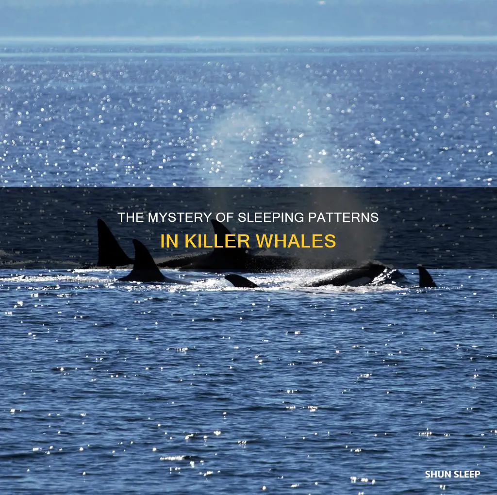 how do killer whales sleep if they need to breathe