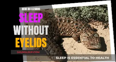 Lizards' Sleep: No Eyelids, No Problem