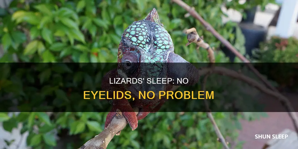 how do lizards sleep without eyelids