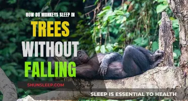 Monkeys' Secrets to Safe Slumber in the Trees