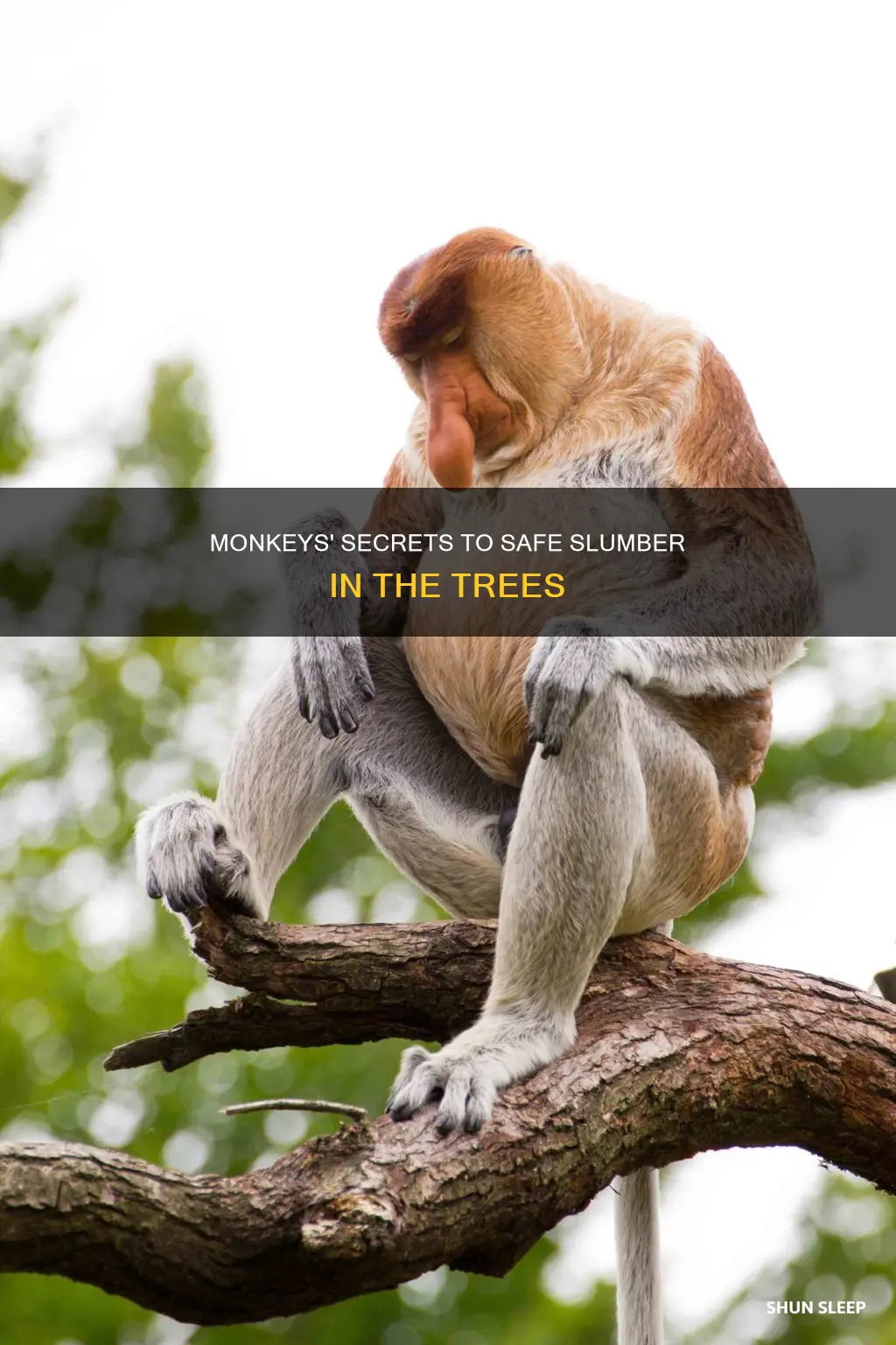 how do monkeys sleep in trees without falling