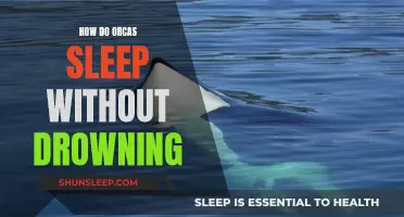 Orcas' Unique Sleep: Staying Afloat and Alive